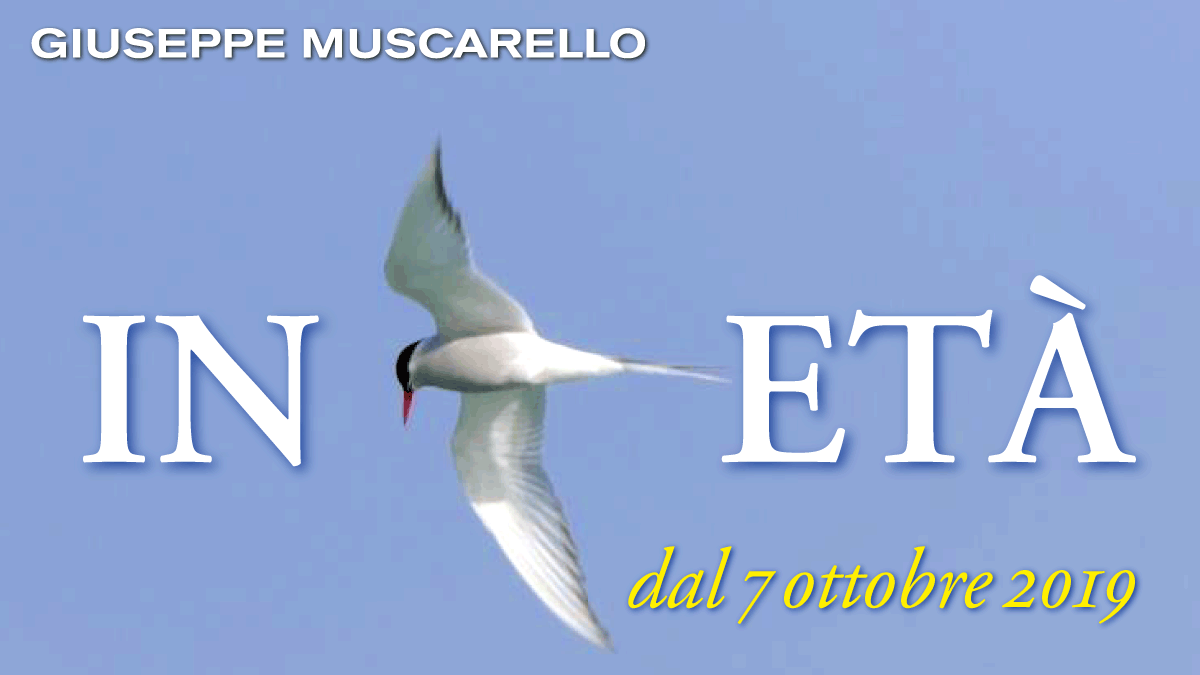 ARK.19. In Età Muscarello d_1200